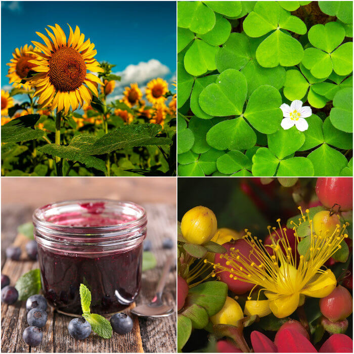 The limited edition of Spring Fever Fragrance Collection includes four new fragrance oils including Sunflower and Blueberry Jam.