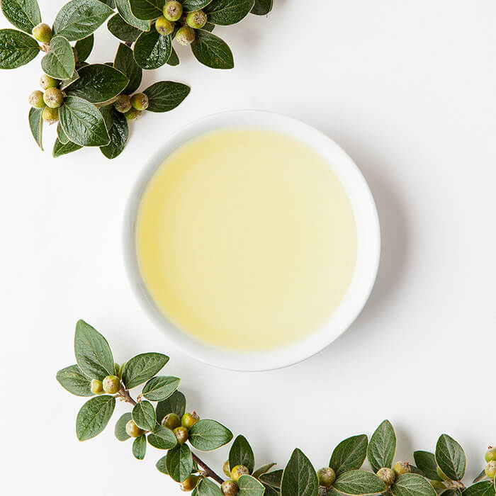 LingonberrySeedOil_OIL21_Main