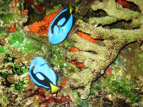 Fish in Hawaii
