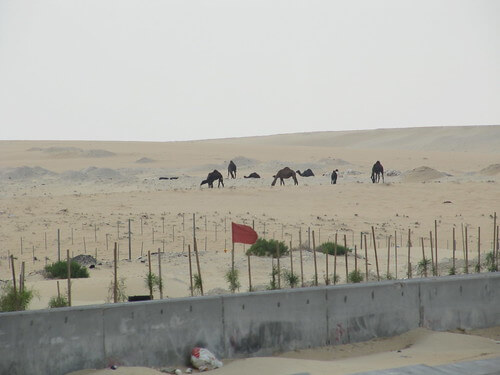 Camels in Saudi Arabia