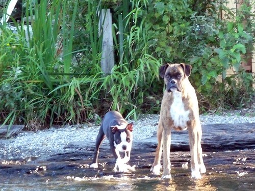 Dogs in water Faiola Family Aug 2010