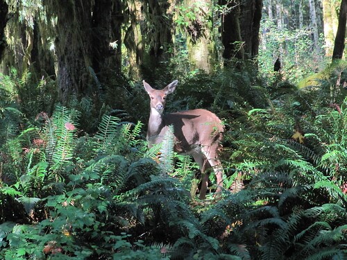 Deer in the woods Seabrook 2010 Vacay