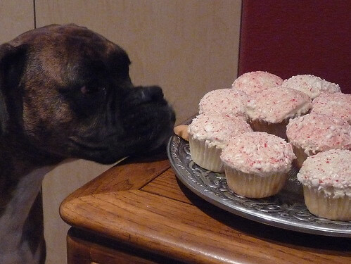 Peppermint Cupcakes P1030429
