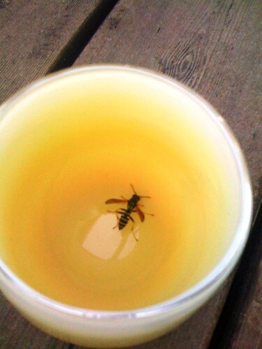 Wasp trapped in a cup Trapped Bee A