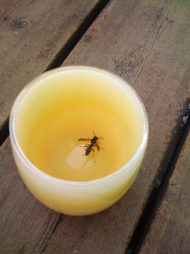 Wasp trapped in a cup