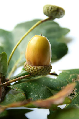 Acorn