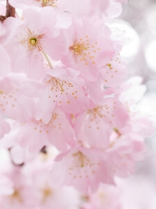 Cherry Blossom