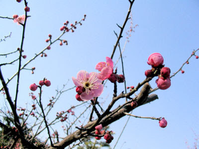 Cherry blossoms