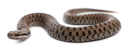 Creepy snake.