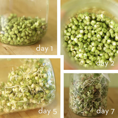 Sprouting day by day