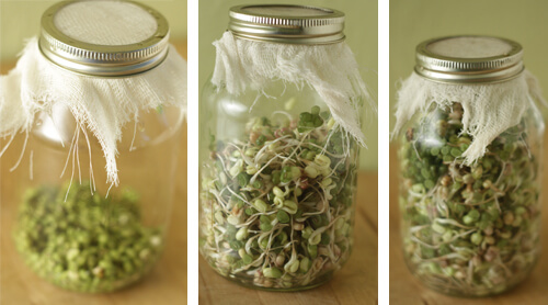 Canning jar sprouts Prodession of Mung bean sprouts grown in a simple canning jar with cheesecloth screen for rinsing.