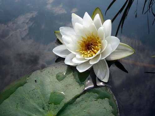Water Lily Water Lily