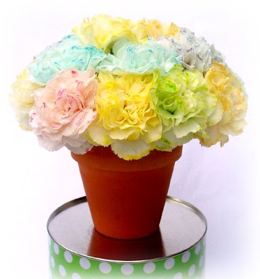 Custom coloured carnations