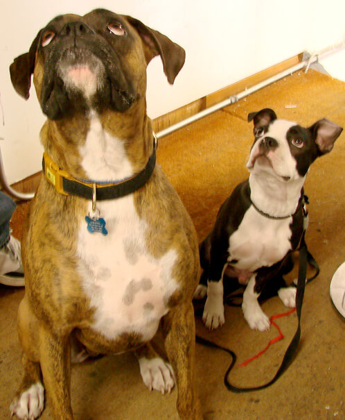 Dogs