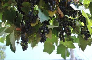 Grapes for wine